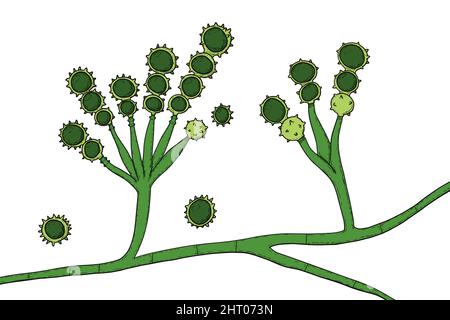 Scopulariopsis brevicaulis Pilz, Illustration Stockfoto