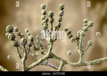 Scopulariopsis brevicaulis Pilz, Illustration Stockfoto
