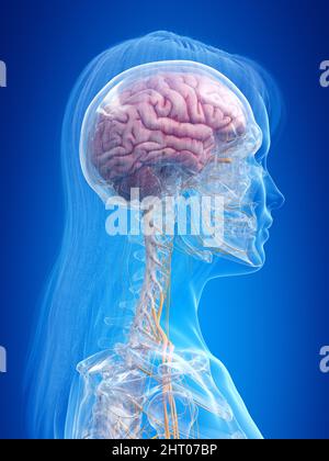 Menschliche Gehirn, Abbildung Stockfoto