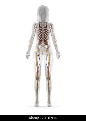 Menschliche Anatomie, Abbildung Stockfoto