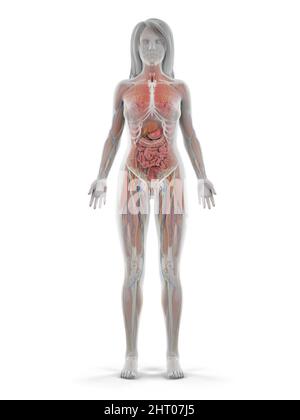 Menschliche Anatomie, Abbildung Stockfoto