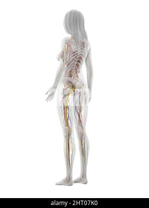 Menschliche Anatomie, Abbildung Stockfoto