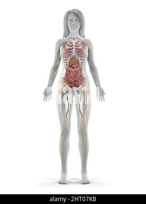 Menschliche Anatomie, Abbildung Stockfoto