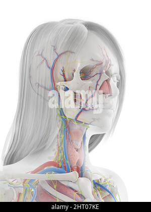 Menschliche Anatomie, Abbildung Stockfoto
