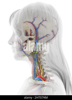 Menschliche Anatomie, Abbildung Stockfoto