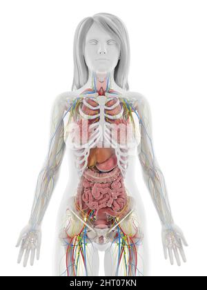 Menschliche Anatomie, Abbildung Stockfoto