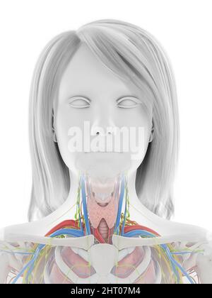 Menschliche Anatomie, Abbildung Stockfoto