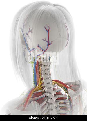 Menschliche Anatomie, Abbildung Stockfoto