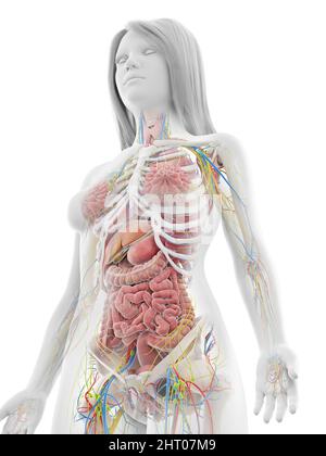 Menschliche Anatomie, Abbildung Stockfoto
