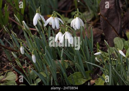 Weiße Schneeglöckchen-Blüten, Galanthus nivalis, blüht im frühen Frühjahr Stockfoto