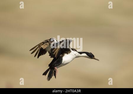 König Shag (Phalacrocorax albiventer) zu landen. Carcass Island, Falklandinseln Stockfoto