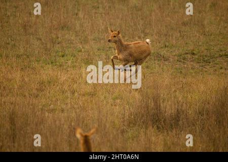 Barasingha (Rucervus duvaucelii) läuft auf hartem Boden. Kanha-Nationalpark, Madhya Pradesh, Indien Stockfoto