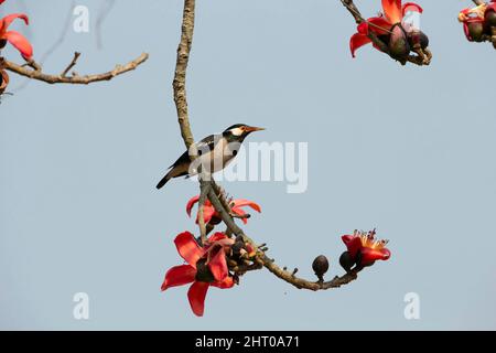 Asiatischer Pied-Star (Gracupica contra) an einem Ast. Kaziranga-Nationalpark, Assam, Indien Stockfoto