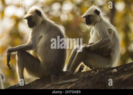 Nördliche Ebene graue Langur (Semnopithecus entellus) mitten in der Luft zwischen zwei Bäumen. Kanha-Nationalpark, Madhya Pradesh, Indien Stockfoto