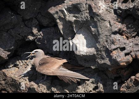 Gewöhnlicher Noddy (Anus stolidus), der brütet. Galapagos-Inseln, Ecuador Stockfoto