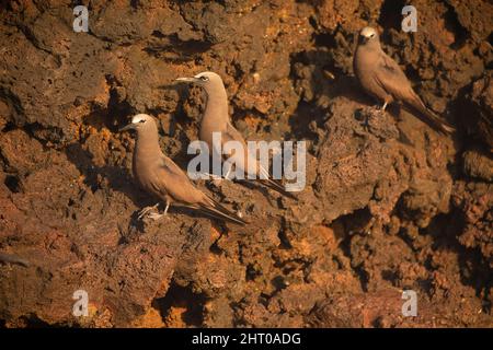 Gewöhnliches Niddytrio (Anus stolidus). Galapagos-Inseln, Ecuador Stockfoto