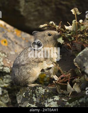 Amerikanischer Hika (Ochotona princeps), der Vegetation auf Sheepeaters Cliff, Yellowstone National Park, Wyoming, USA, isst Stockfoto