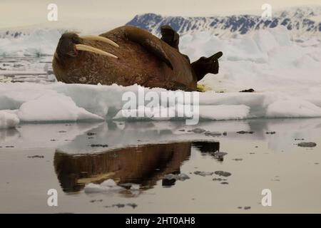 Atlantischer Walross (Odobenus rosmarus rosmarus), auf einer Eisscholle. Lagoya Island, Svalbard, Norwegen