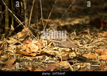 Eurasischer Steincurlew (Burhinus oedicnemus) im Blattstreu kaum erkennbar. Pench-Nationalpark, Madhya Pradesh, Indien Stockfoto