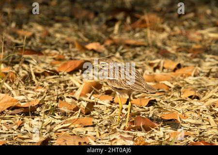 Eurasischer Steincurlew (Burhinus oedicnemus) im Blattstreu kaum erkennbar. Pench-Nationalpark, Madhya Pradesh, Indien Stockfoto