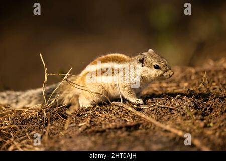 Nördliches Palmenhörnchen (Funambulus pennantii) auf dem Boden. Keoladeo National Park, Bharatpur, Rajasthan, Indien Stockfoto