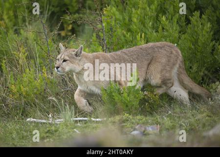 Berglöwen (Puma concolor) Jagd. Nationalpark Torres del Paine, Chile Stockfoto