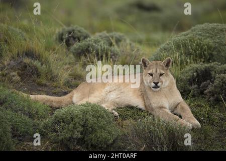 Berglöwe (Puma concolor), der sich mit dem Pinsel legt, entspannt. Nationalpark Torres del Paine, Chile Stockfoto