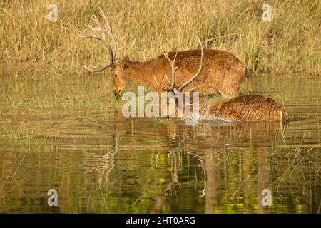 Westliche barasingha (Rucervus duvaucelii), zwei Männchen in einem Wasserloch. Gefährdete Arten. Kanha-Nationalpark, Madhya Pradesh, Indien Stockfoto