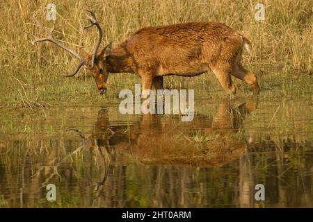 Westlicher barasingha (Rucervus duvaucelii), männlich, trinkend in einem Wasserloch. Kanha-Nationalpark, Madhya Pradesh, Indien Stockfoto