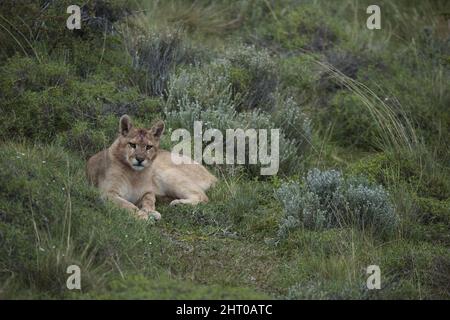 Berglöwe (Puma concolor) liegend, entspannt, auf Gras. Nationalpark Torres del Paine, Chile Stockfoto