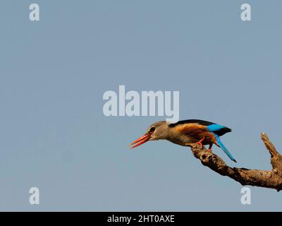 Grauer Eisvögel (Halcyon leucocephala), der kurz vor dem Flug steht. Kenia Stockfoto