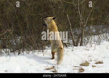 Rotfuchs (Vulpes vulpes) auf der Jagd, möglicherweise versucht, einen Vogel in einem Strauch zu erreichen. Island Beach State Park, New Jersey, USA Stockfoto