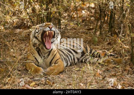 Bengaltiger (Panthera tigris tigris), der auf dem Waldboden ruht. Bandhavgarh-Nationalpark, Madhya Pradesh, Indien Stockfoto