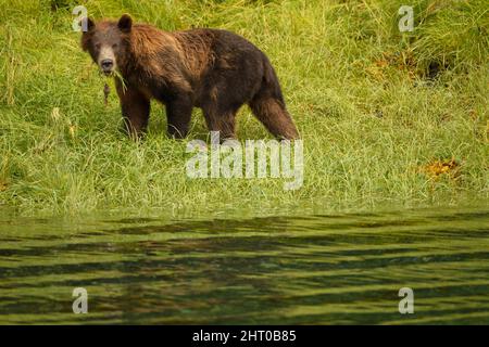 Kodiak-Braunbär (Ursus arctos didendorffi), an einem Flussufer. Baranof Island, Alexander Archipel, Alaska, USA Stockfoto