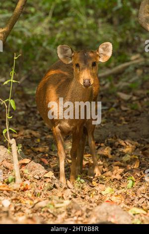 Indischer Schweinhirsch (Hyelaphus porcinus), der still steht, um den Fotografen anzustarren. Kaziranga-Nationalpark, Assam, Indien Stockfoto