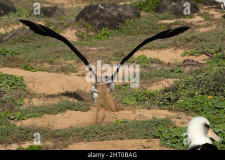 Laysan-Albatross (Phoebastria immutabilis), der zum Absturz gebracht wird, stürzt mit Kopf über Fersen. Die Flügelspannweite beträgt im Durchschnitt etwa 2 m. Oahu, Hawaii, USA Stockfoto
