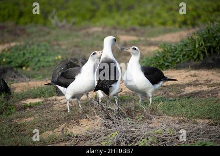 Laysan Albatross (Phoebastria immutabilis) Trio in der Brutkolonie. Oahu, Hawaii, USA Stockfoto