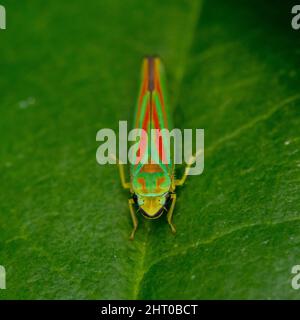 Rhododendron cicada auf Blatt Insekt Tier Makro-Fotografie Stockfoto