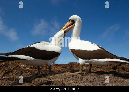 Nazca-Booby (Sula granti)-Paar, das sich in Werbenverhalten verwickelt hat. Genovesa (Tower) Island, Galapagos Island, Ecuador, Stockfoto