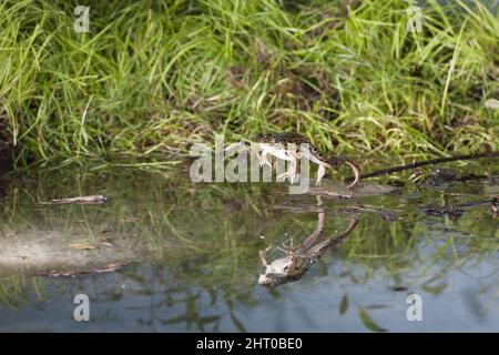 Südlicher Leopardenfrosch (Lithobates sphenocephalus) am Rand eines Teiches, springend. Herkunft: Tiefland im Südosten der USA Stockfoto