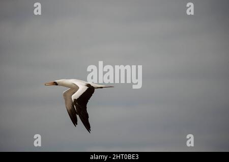 Nazca booby (Sula granti) im Flug. Espanola (Hood) Island, Galapagos Islands, Ecuador Stockfoto