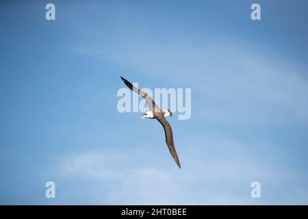 Laysan-Albatros (Phoebastria immutabilis) gleiten. Die Spannweite beträgt im Durchschnitt etwa 2 m. Oahu, Hawaii, USA Stockfoto