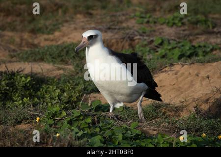 Laysan Albatros (Phoebastria immutabilis) am Boden. Oahu, Hawaii, USA Stockfoto