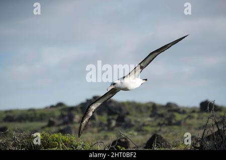 Laysan-Albatros (Phoebastria immutabilis) gleiten. Die Spannweite beträgt im Durchschnitt etwa 2 m. Oahu, Hawaii, USA Stockfoto