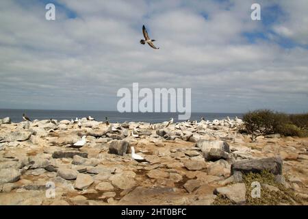 Nazca booby (Sula granti) brütende Kolonie. Espanola (Hood) Island, Galapagos Islands, Ecuador Stockfoto