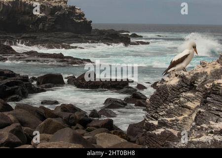 Nazca booby (Sula granti) Einzelvogel in der Nähe der Brutkolonie. Espanola (Hood) Island, Galapagos Islands, Ecuador Stockfoto