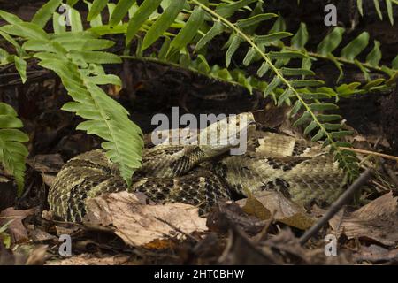 Holzrasselnake (Crotalus horridus) gelbe Phase, mit dunklen Querbändern auf einem Hintergrund von gelb, grau oder braun. Herkunft: Nordost-USA Stockfoto