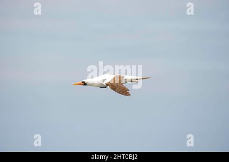 Nazca booby (Sula granti) im Flug. Espanola (Hood) Island, Galapagos Islands, Ecuador Stockfoto