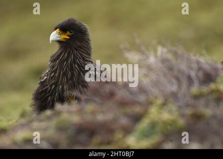 Gestreift Karakara (Phalcoboenus australis) Kopf und Hals eines sitzenden Vogels. Carcass Island, Falklandinseln Stockfoto