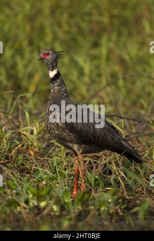 Südlicher Schreier (Chauna torquata), der hoch geht. Brasilien Stockfoto